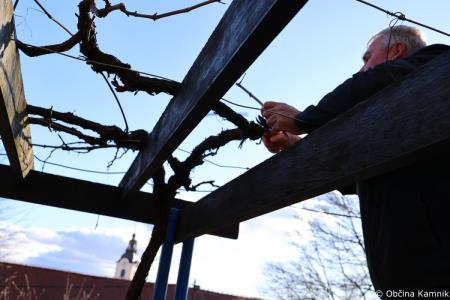 REZ KAMNIŠKE POTOMKE NAJSTAREJŠE VINSKE TRTE